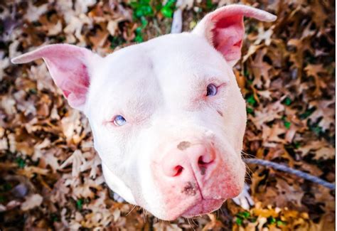 are dogs similar to pigs